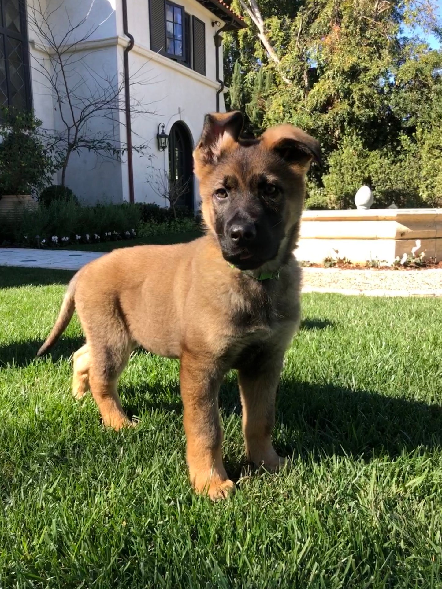 Puppy & House Training Package