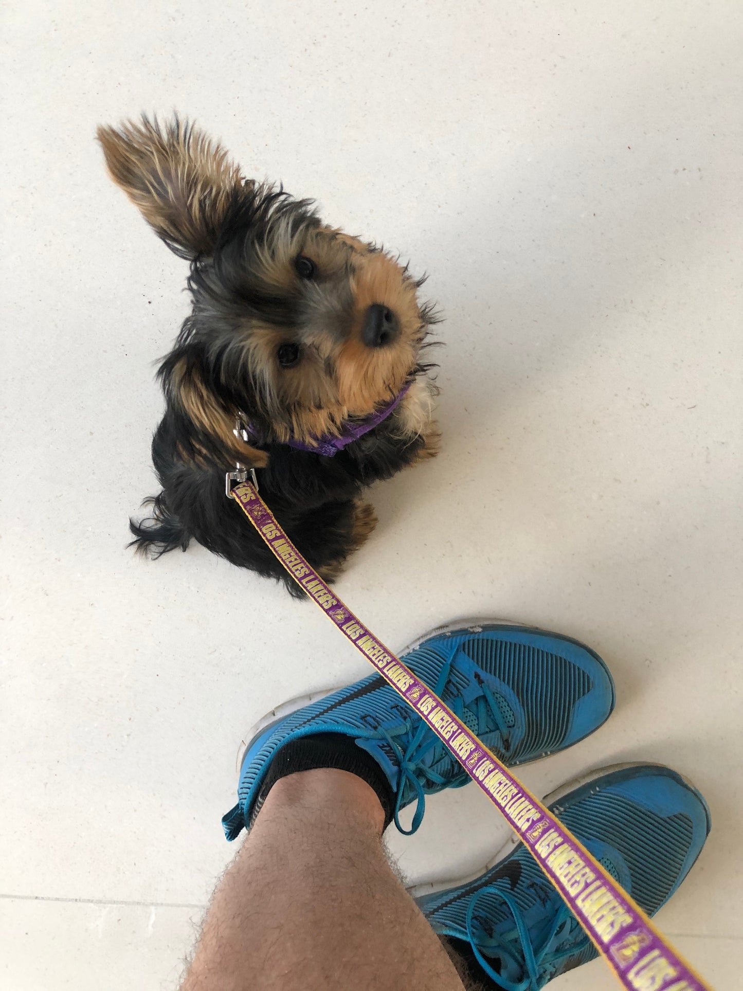 Puppy & House Training Package