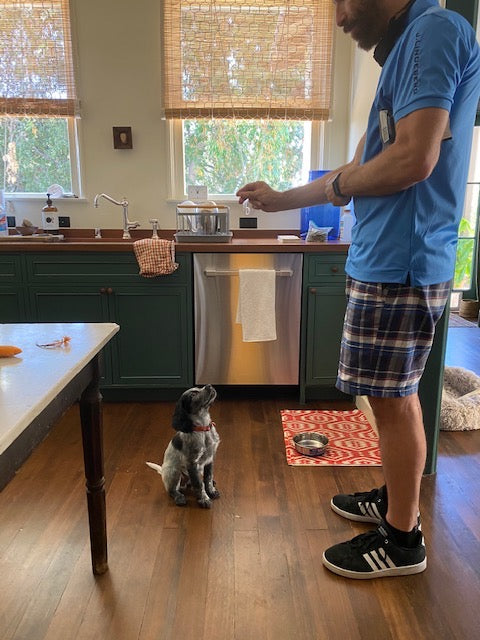 Obedience Training