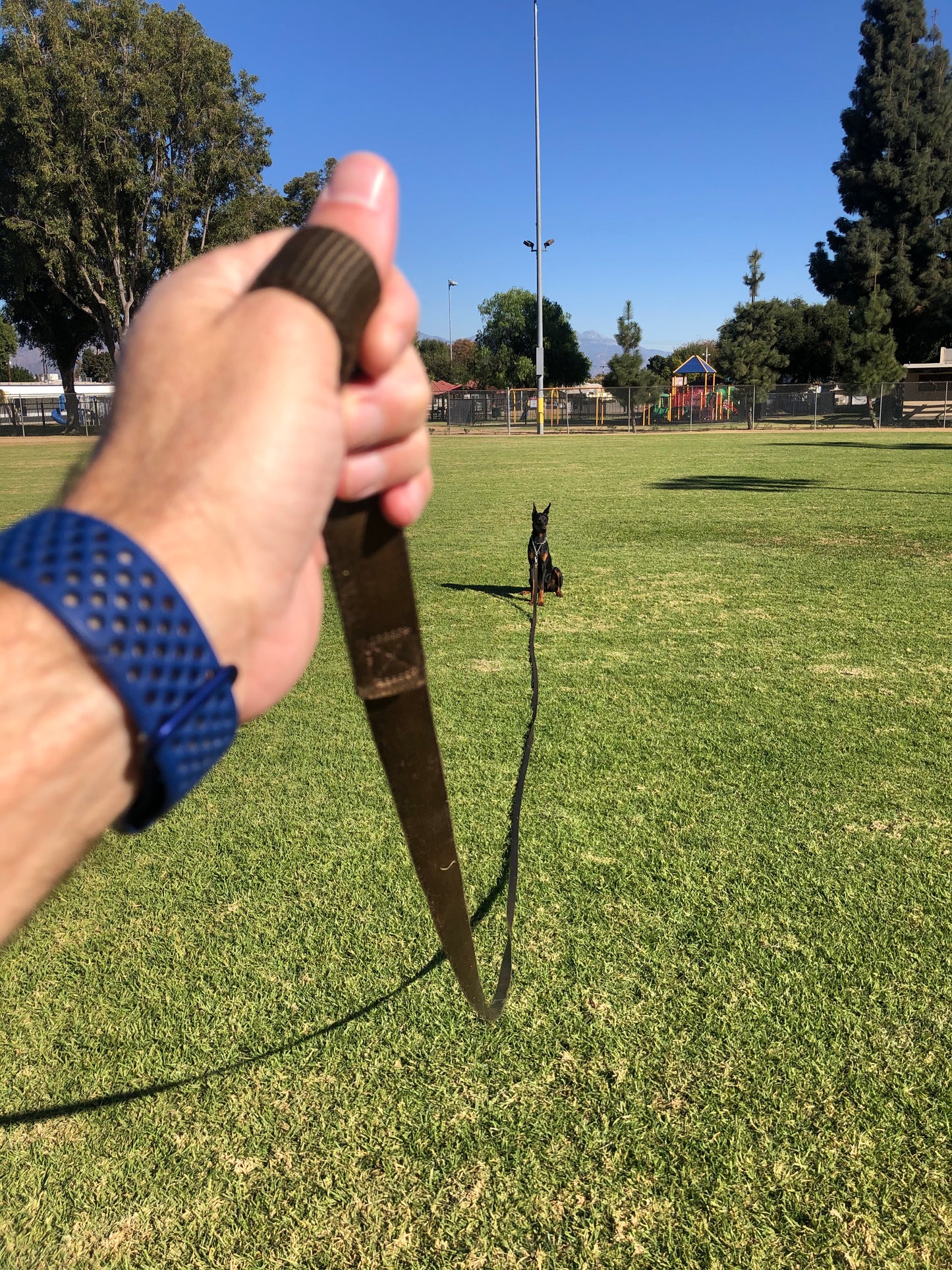 Obedience Training