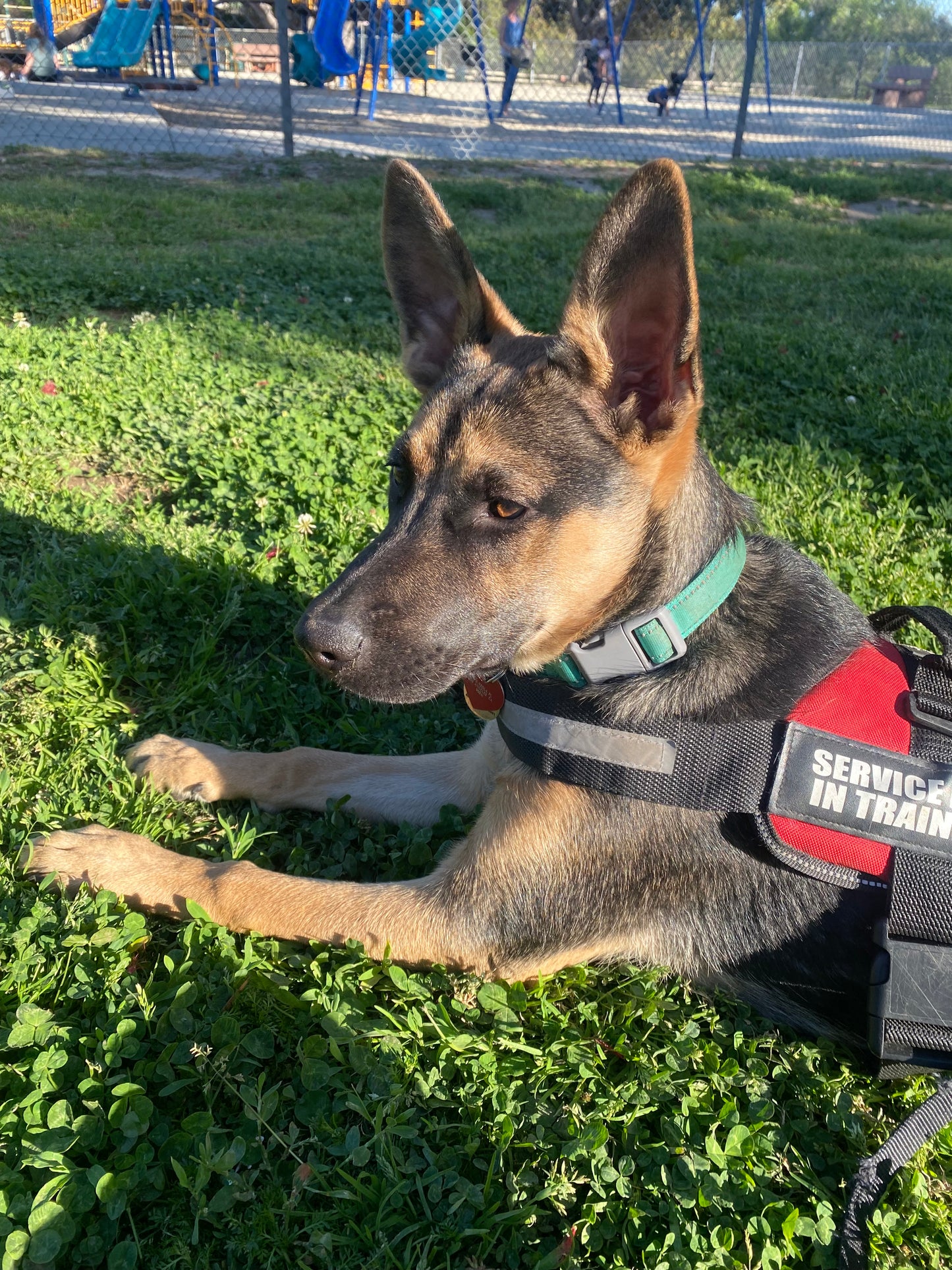 Service Dog Training