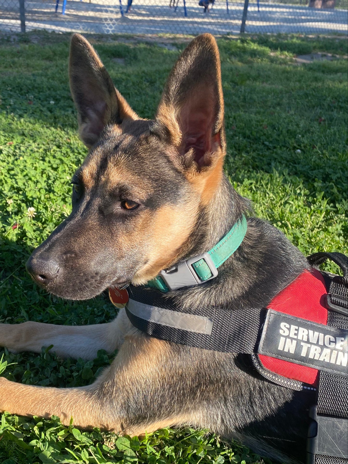 Service Dog Training