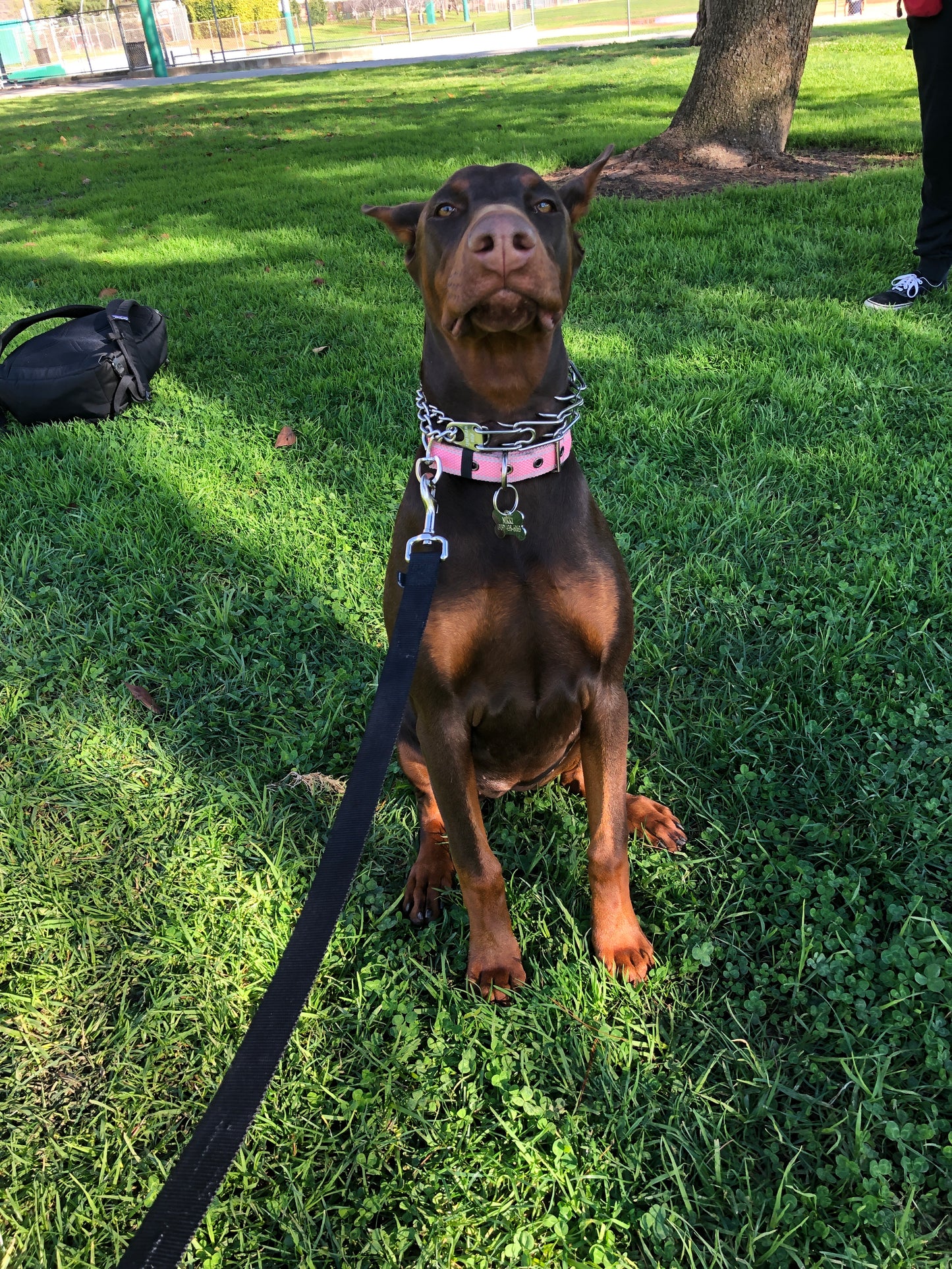 Obedience Training