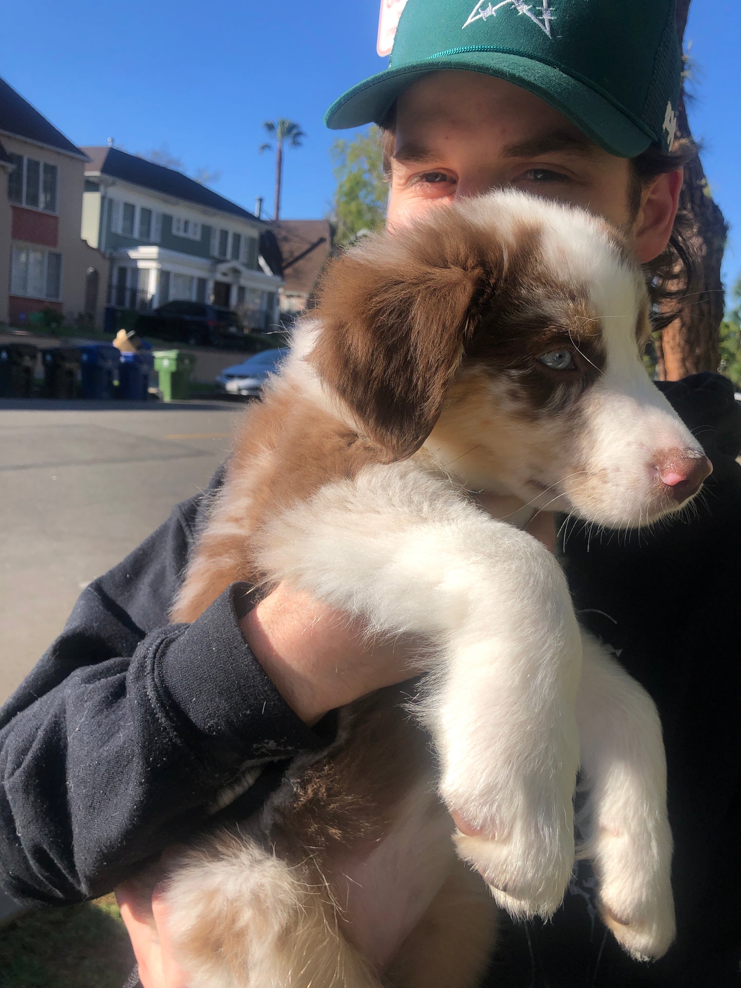Puppy & House Training Package