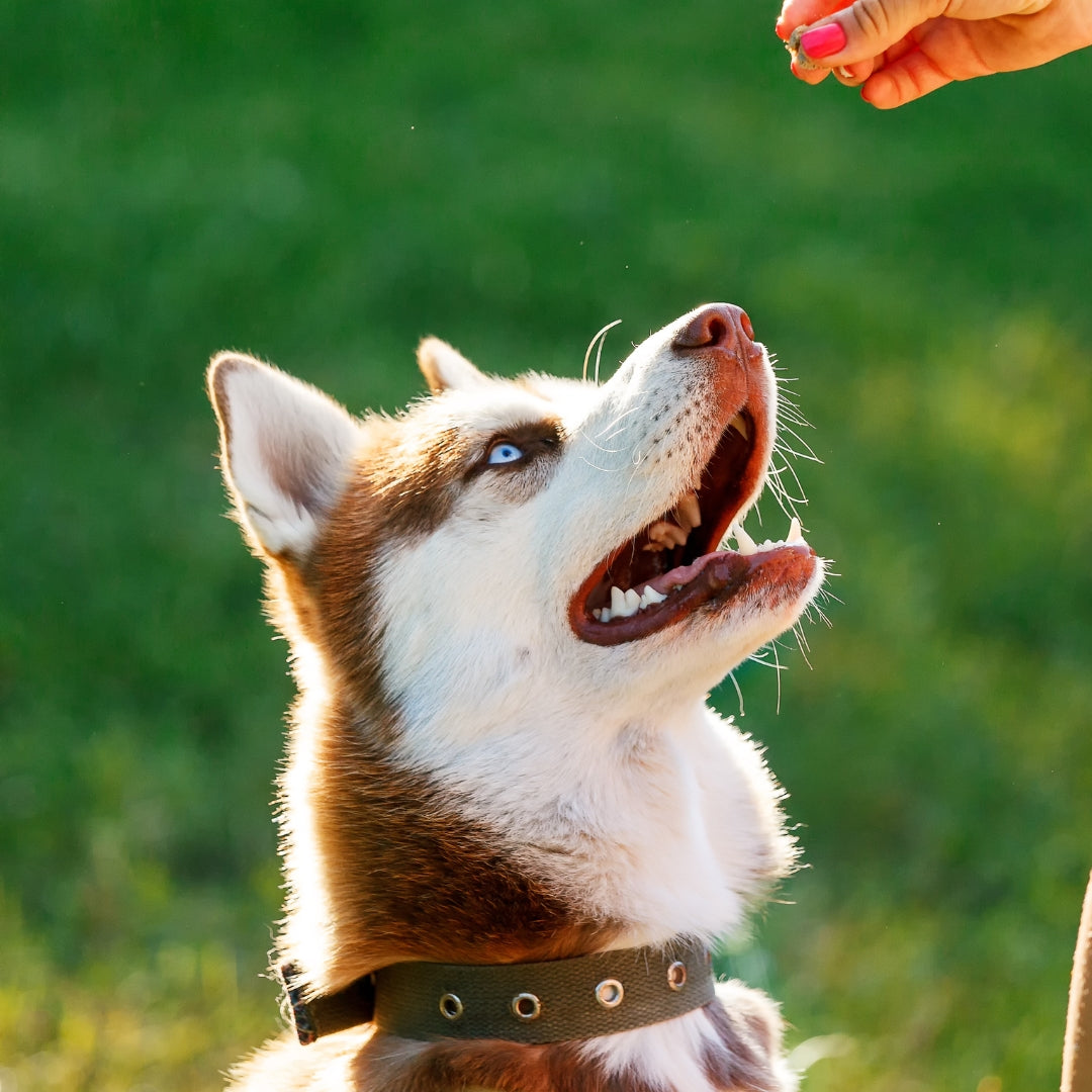 Obedience Training