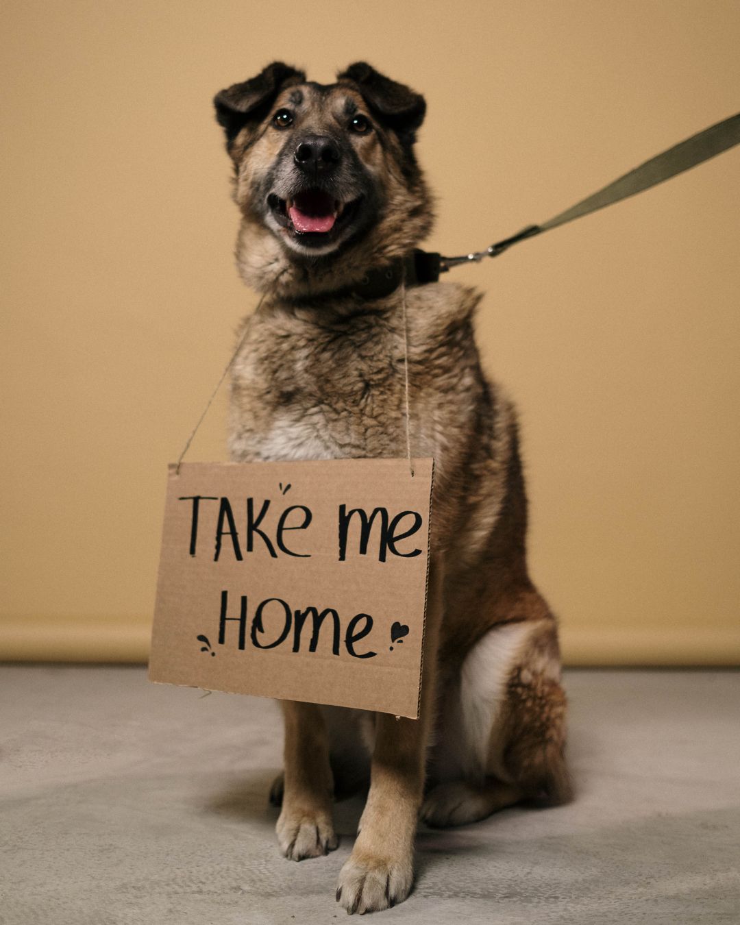 Rescue Dog Training