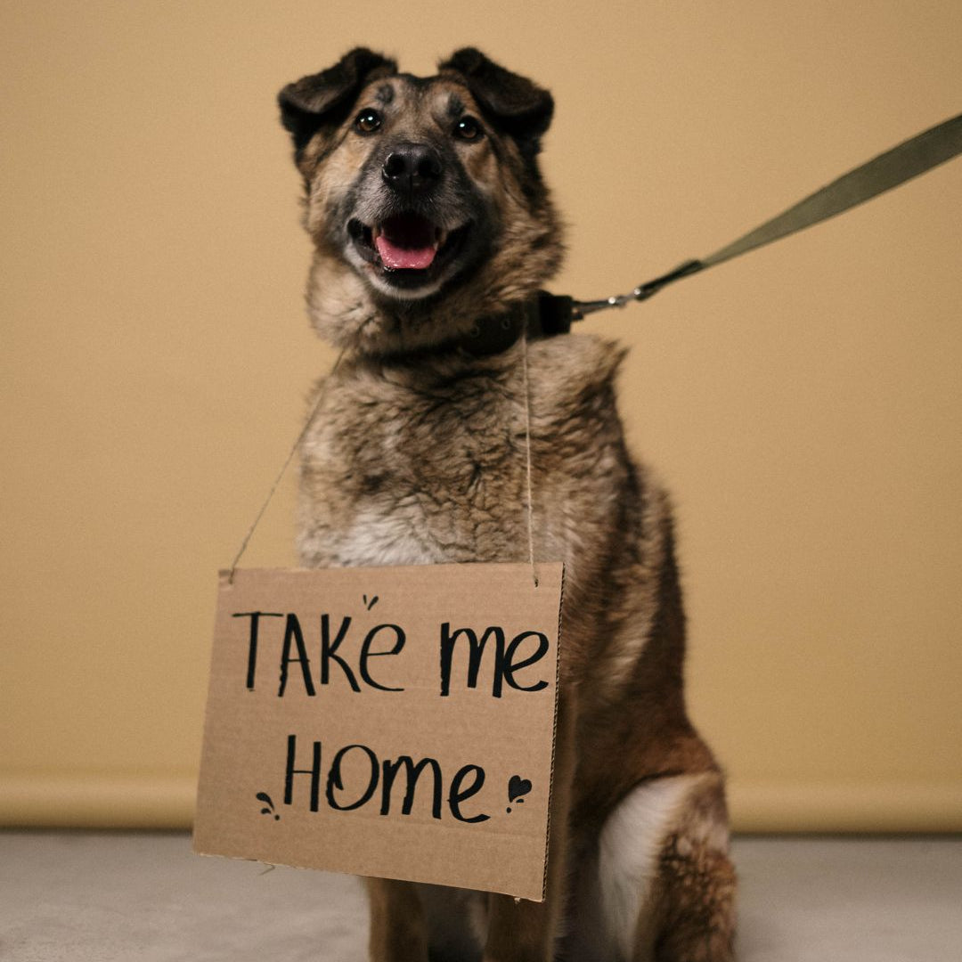 Rescue Dog Training