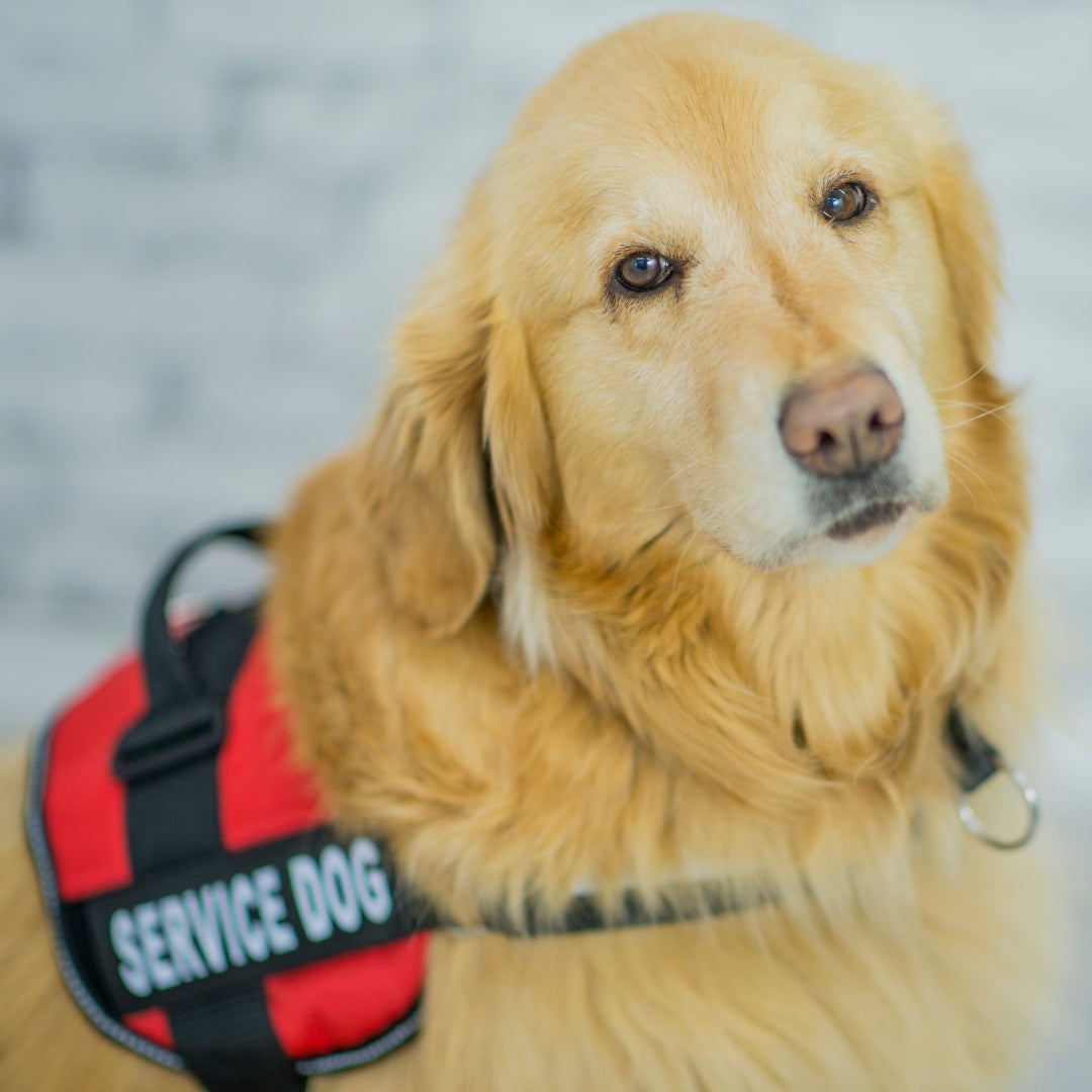 Service Dog Training