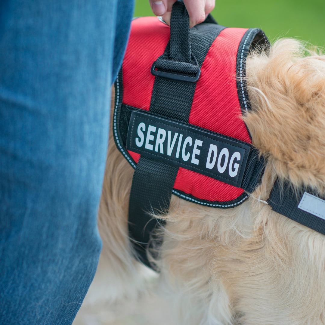 Service Dog Training
