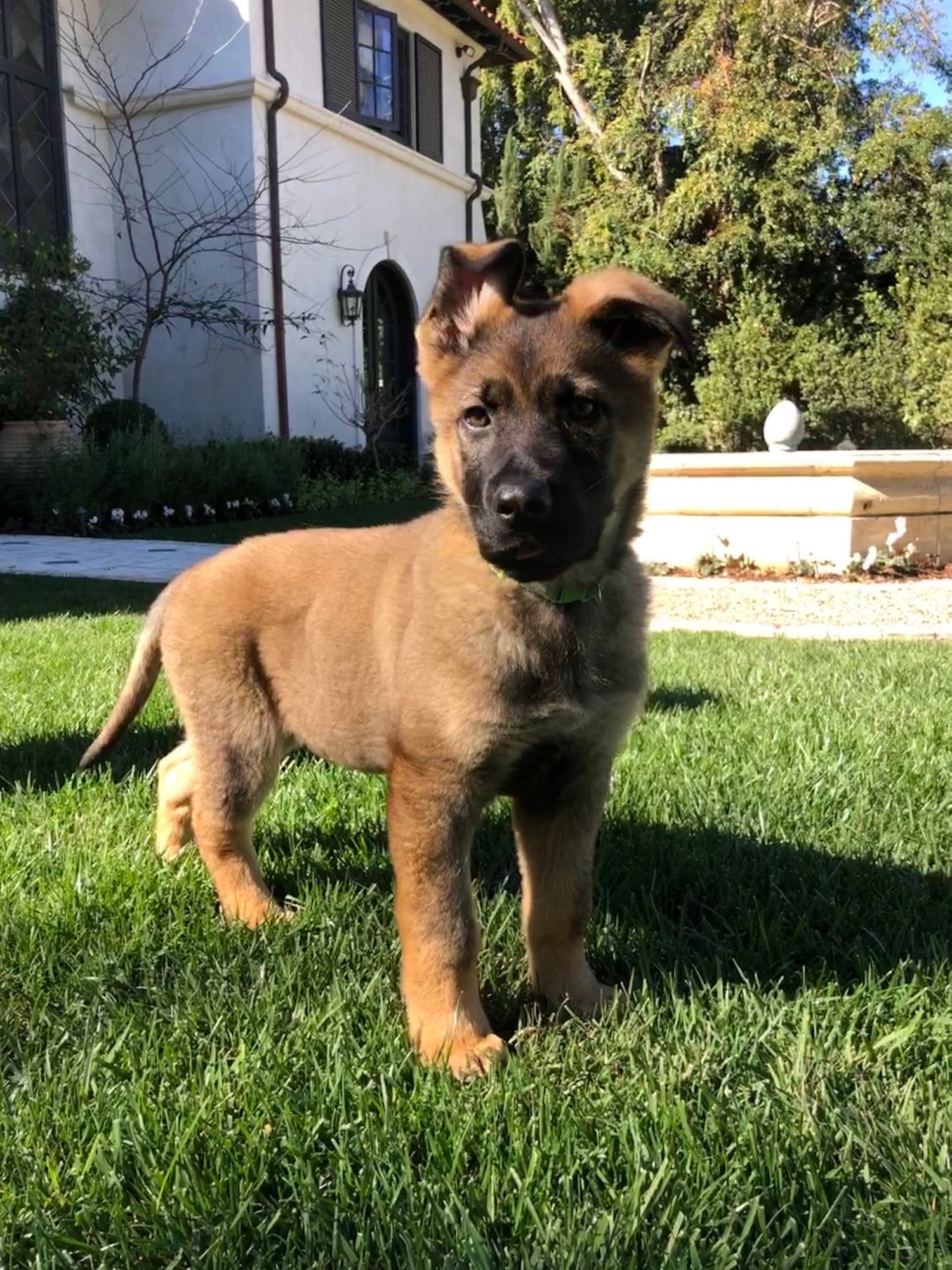 Puppy & House Training Package