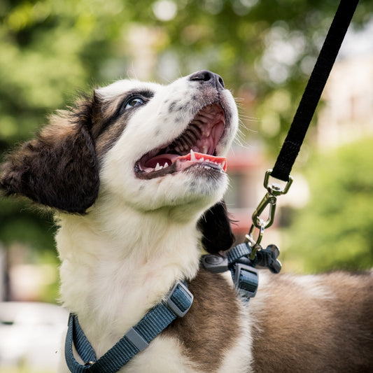 Puppy & House Training - The Works