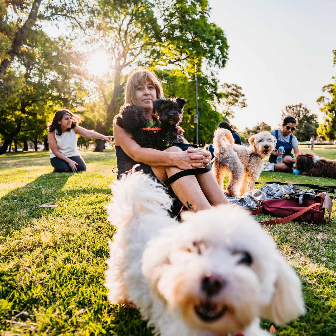 Socal dog training shops