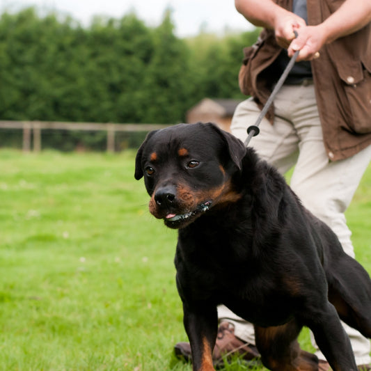 Behavioral Modification Training 1 - Barking, Jumping, Counter Surfing, and/or Leash Pulling