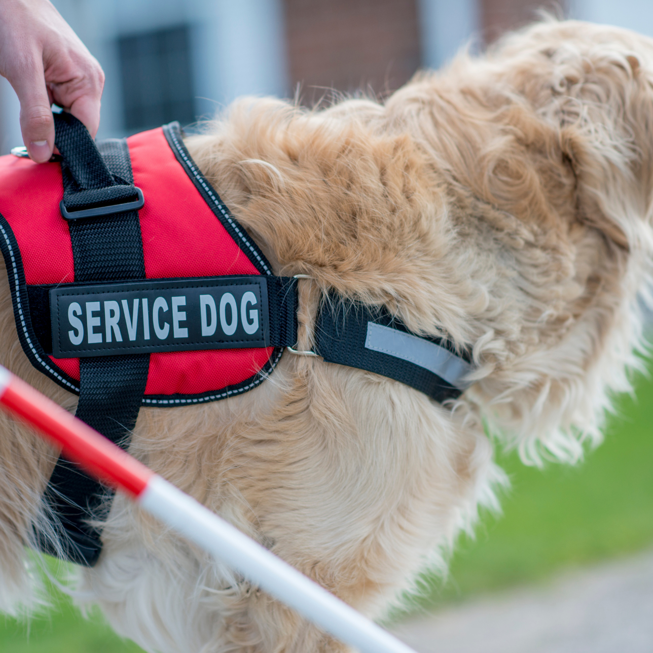 Dog wearing a red 'SERVICE DOG' vest being walked by a person with a white cane.