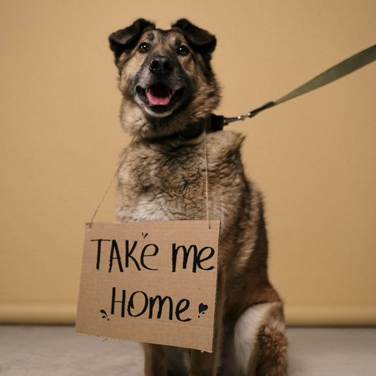 Rescue Dog Training