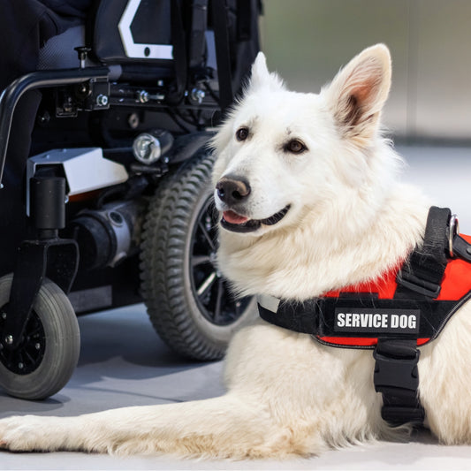 Service Dog Training